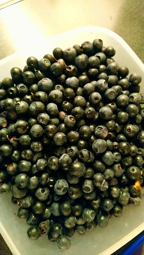 Todalsfjord Norwegen Ferienhaus B 08 Natur Umgebung Blaubeeren.jpg
