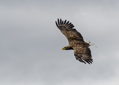 Todalsfjord Norwegen Ferienhaus B 08 Natur Umgebung Seeadler.jpg