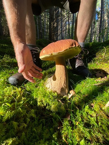 Todalsfjord Norwegen Ferienhaus B 08 Natur Umgebung Steinpilz.jpg