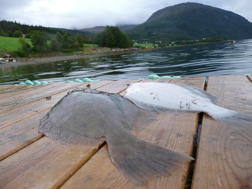 Todalsfjord Fisch12
