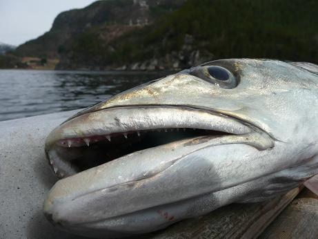 Todalsfjord Fisch34