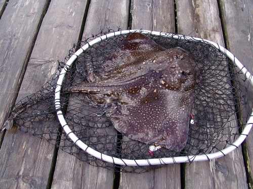 Todalsfjord Fisch39
