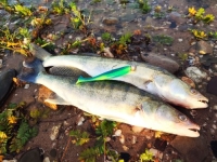 Raubfischangeln am großen Strom - Zander Angeln mit Gummifisch - Kurs Spinnfischen VII./26
